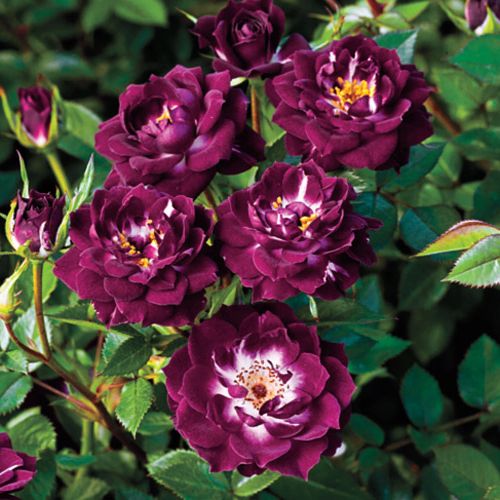 Rosen Gärtnerei - zwergrosen - violett - weiß - Rosa Wekwibypur - stark duftend - Tom Carruth - Ihre einzigartige Farbenwelt wirkt imposant in Gärten oder in Kübel gepflanzt auch auf Terassen.